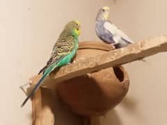budgie