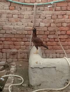2 Sindhi Aseel madiyaan  or aik pure Mianwali zero Size Madi for sale