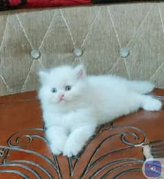 Persian