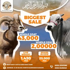 Qurbani