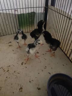 Top quality shamo chicks for sell