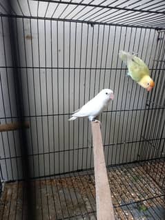 Albino