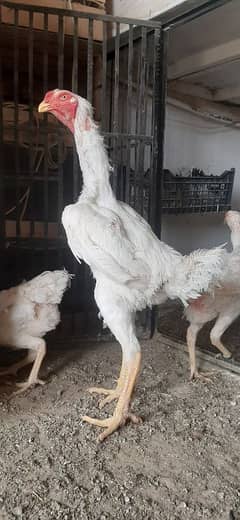 white shamo fresh eggs