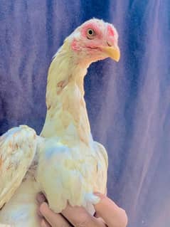 pure aseel breeder madya home breed