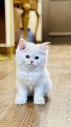 Kitten
