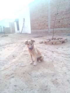 security dog