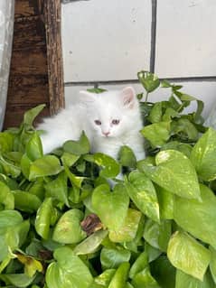 Persian kittens