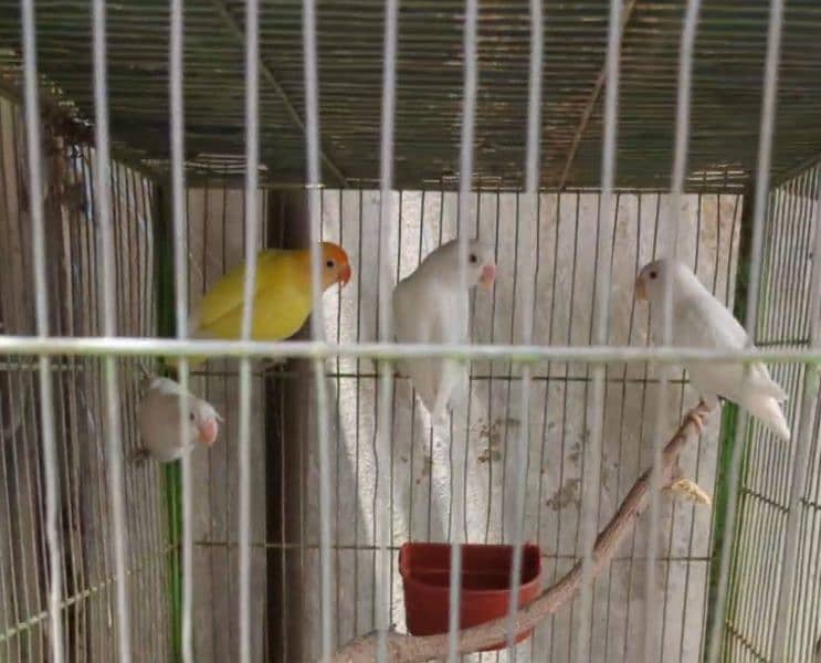 Albino love birds 03112278287 0