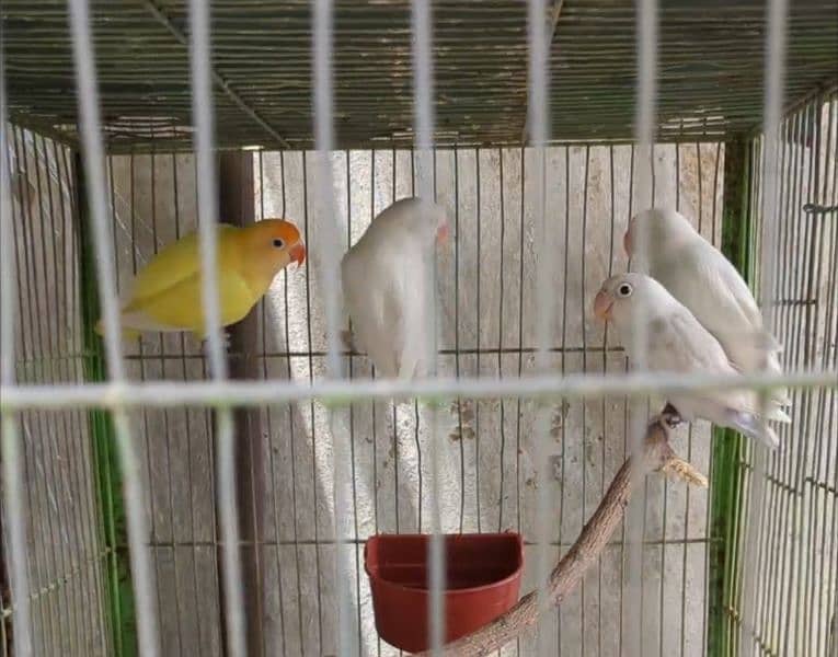 Albino love birds 03112278287 1