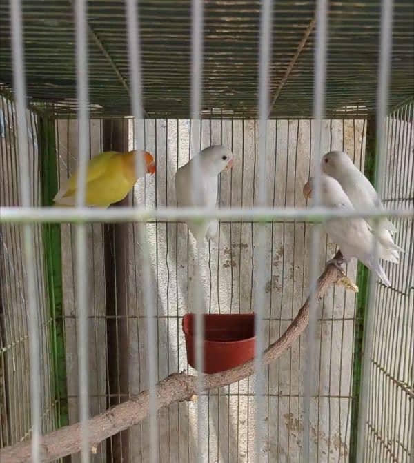 Albino love birds 03112278287 2
