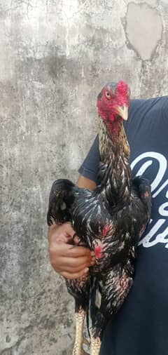 High Quality Old Bloodline Kamaliya Breed