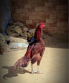 MURGA FOR SALE MISSRIYAL ROD