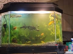 fish aquarium