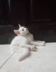 Persian