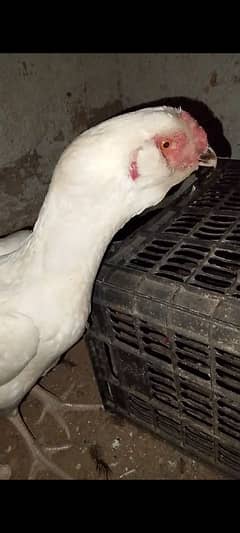 paper White qandhari female for sale whats number 03462391232