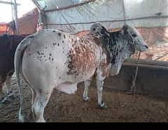 High-Quality Calves for Meat and Qurbani – Now Available for Sale