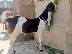 Nasli munda khassi bakra