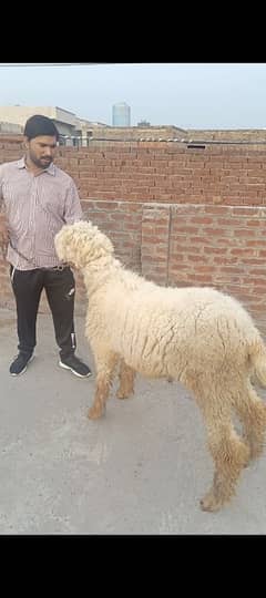 Chatra