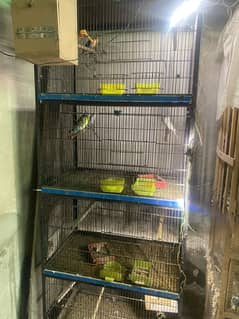 Complete setup of budgies love bird