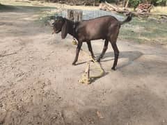 bakra for sale