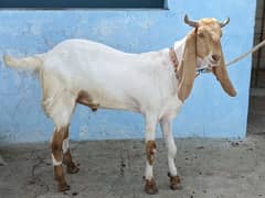 qurbani bakre khassi bakry