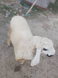 bohat hi pyara dumba hai kurbani k liye