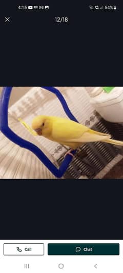 Austialin parrat colony