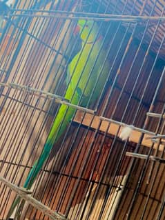 indian Green ringneck parrot for sale