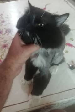 cats for sale