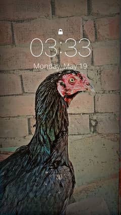 aseel thai 0321. . ?? 788?. ?. . 1088