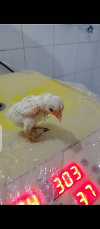 Chicks for sale Brama . white buff. ko shamo 2