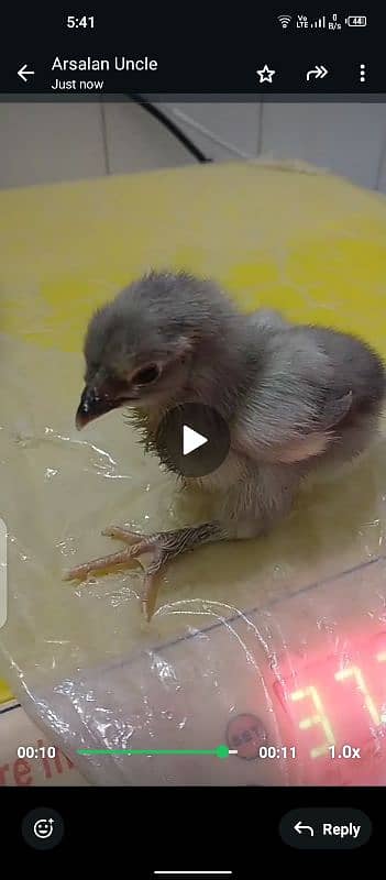 Chicks for sale Brama . white buff. ko shamo 3