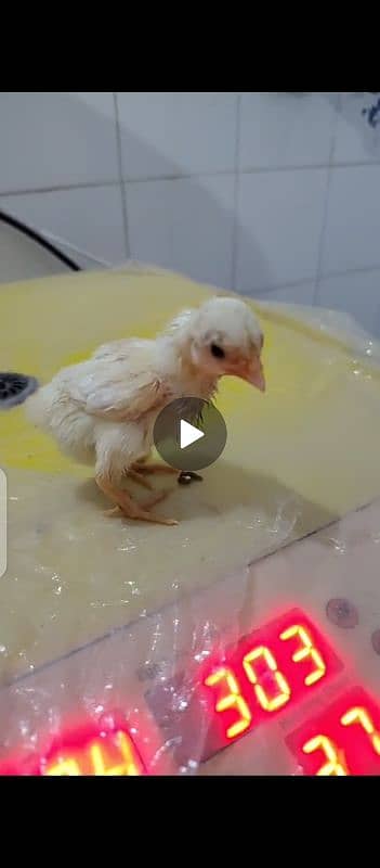 Chicks for sale Brama . white buff. ko shamo 8