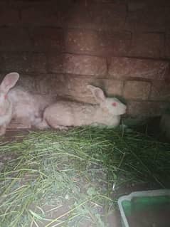 rahbits for sale 1 male or 2 female hy or 4 bache hy.