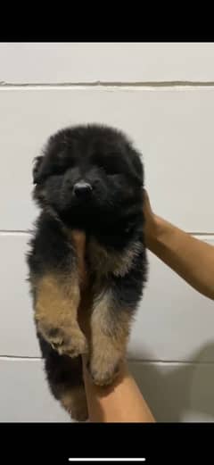 Gsd