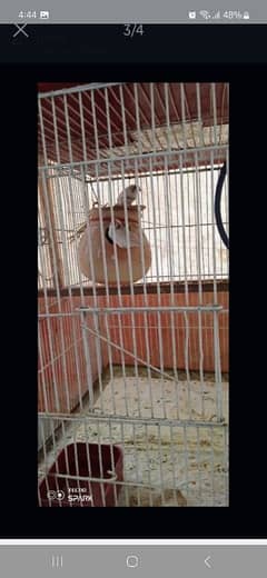 bird
