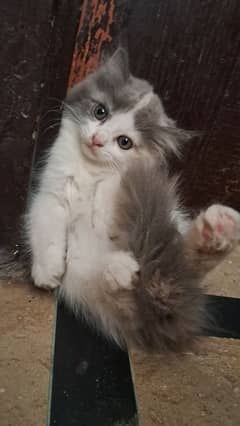 Persian kittens for sale