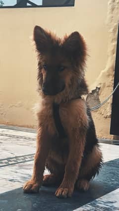 German Shepherd Trained