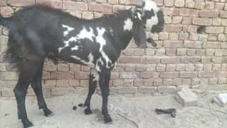 2 qurbani K bakry