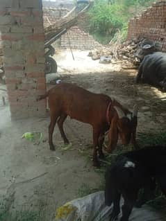 bakra