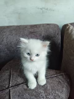 Persian