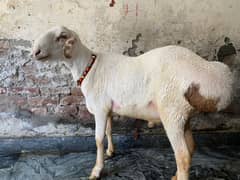Turkey Dumba|Bakra| sheep| Chatra| دن٘بَہ |dumba | بکرا | qurbani goat