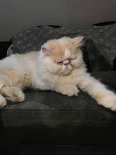peki Persian