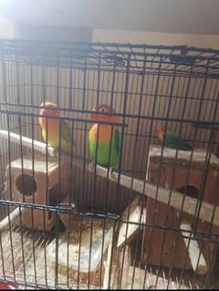 love bird breder