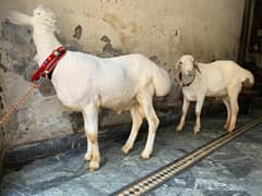 Turkey Dumba|Bakra| sheep| Chatra| دن٘بَہ |dumba | بکرا | qurbani goat