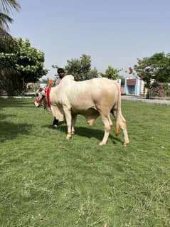 Beautiful white Bull (gullabi color)