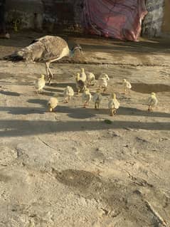Peacock chicks forsale