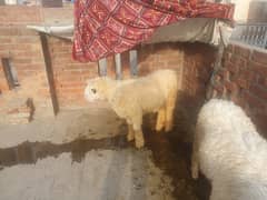 bakra