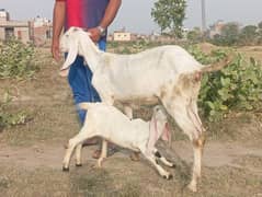 rajanpuri bakri