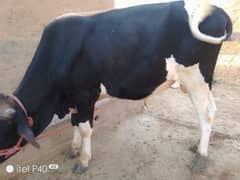 Friesian breeder bull 2 dant/Wacha/bachra